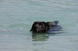 LABRADOR 1103